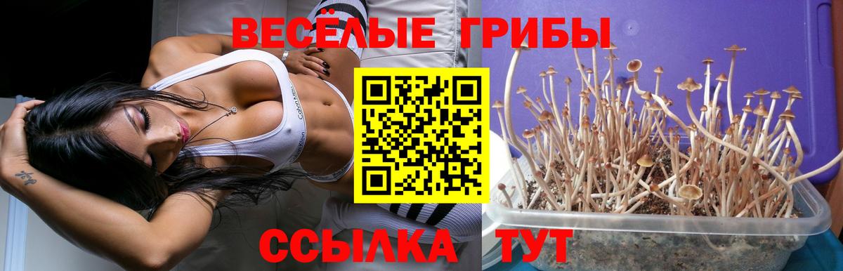 Котельники  Галлюциногенные грибы мицелий  Вход с VPN  Псилоцибиновые грибы мухоморы 